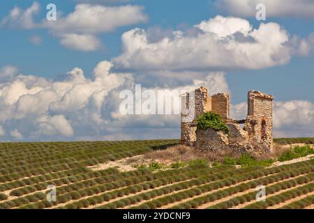 Casa di pietra in rovina raccolte campo di lavanda, Valensole, Provenza, Francia Foto Stock