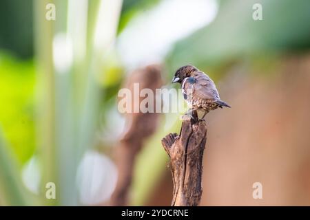 BRONZO MANNIKIN -Lonchura cucucullata - Kasangati, Kampala Uganda Foto Stock