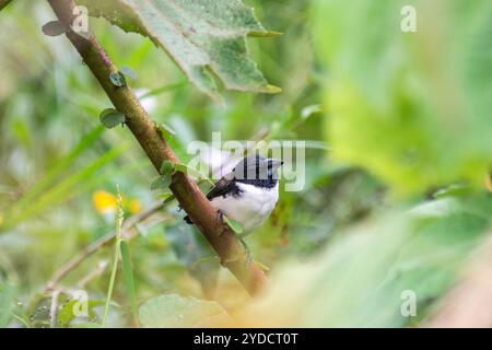 MAGPIE MANNIKIN - Lonchura fringilloides ( Pied Mannikin) in -Kasangati, Kampala Uganda Foto Stock