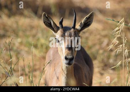 Gazzella di montagna (gazella gazella) femmina, valle della gazzella, Gerusalemme, Israele Foto Stock