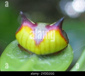 Ragno a due spine (Poecilopachys australasia) Foto Stock