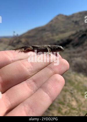 Lucertola del recinto nord-occidentale (Sceloporus occidentalis occidentalis) Foto Stock