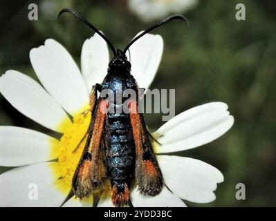 Sgombero delle fiamme (Pyropteron chrysidiforme) Foto Stock