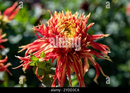 dahlia Show 'n' Tell Red Flower su sfondo verde. Estremo Oriente russo Foto Stock