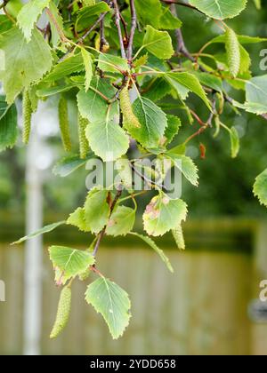 Primo piano di un ramo di betulla argentata che mostra il fogliame primaverile e i gatti Foto Stock