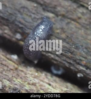 Lumache di riccio (Arion intermedius) Foto Stock