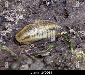 WESTERN Dusky Slug (Arion subfuscus) Foto Stock