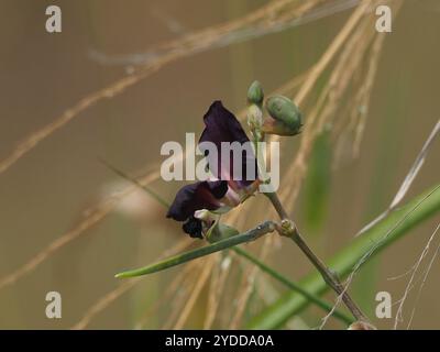 Fagiolo viola (Macroptilium atropurpureum) Foto Stock