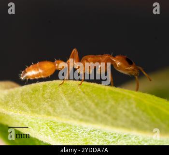 Apache Twig ANT (apache Pseudomyrmex) Foto Stock