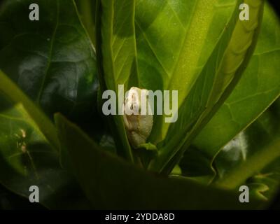 Rana di canna comune (Hyperolius viridiflavus) Foto Stock