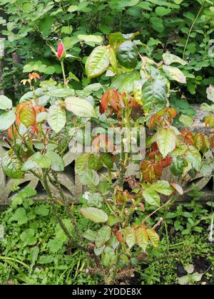 Verde e rosso fogliame fresco su un cespuglio di rose in primavera con un bocciolo circa l'apertura Foto Stock