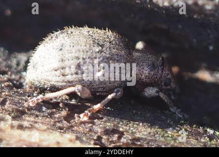 Fragole di radice (Sciaphilus asperatus) Foto Stock