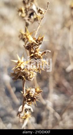 Borraccia della colonna vertebrale piatta (Ambrosia acanthicarpa) Foto Stock