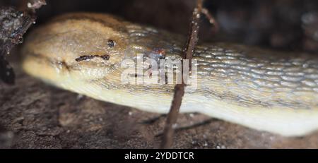 WESTERN Dusky Slug (Arion subfuscus) Foto Stock