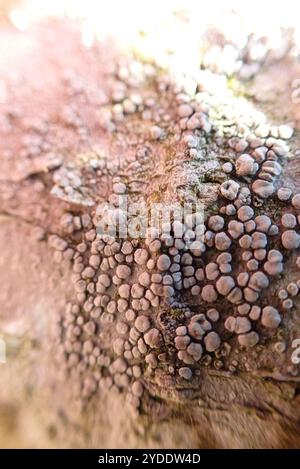 Lichene di Rim (Lecanora carpinea) Foto Stock