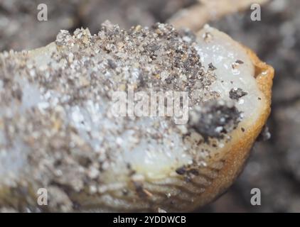 WESTERN Dusky Slug (Arion subfuscus) Foto Stock