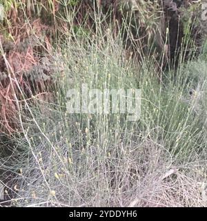 Ippodromo gigante meridionale (Equisetum giganteum) Foto Stock