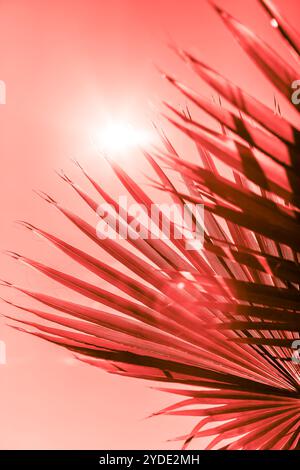 Rami di palma tonificati in corallo vivo Foto Stock