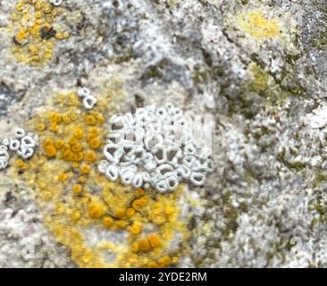 Orlo mortaio Lichen (Myriolecis dispersa) Foto Stock