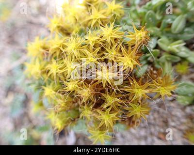 Muschio a vite di sabbia (Syntrichia ruraliformis) Foto Stock