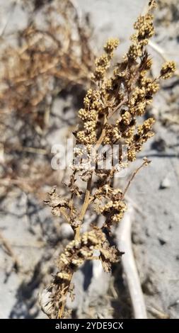 Borraccia della colonna vertebrale piatta (Ambrosia acanthicarpa) Foto Stock