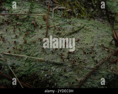 Brown Beret Lichen (Baeomyces rufus) Foto Stock