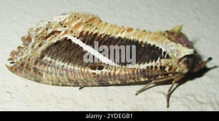 Dente di sottobosco (Eudocima materna) Foto Stock