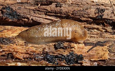 WESTERN Dusky Slug (Arion subfuscus) Foto Stock