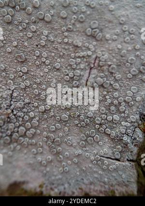 Lichene di Rim (Lecanora carpinea) Foto Stock