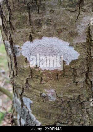 Lichene di Rim (Lecanora carpinea) Foto Stock