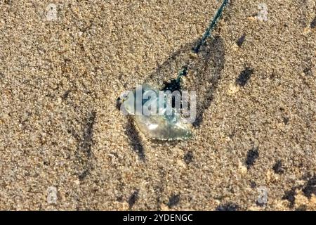 Le meduse si lavavano sulla spiaggia di Geraldton, nell'Australia Occidentale Foto Stock