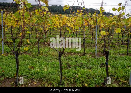 Vista panoramica dei vigneti terrazzati intorno a Nittel, Renania-Palatinato, Germania e vista sul fiume Mosella sulle colline di vigneti del Lussemburgo vicino Foto Stock