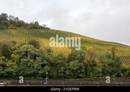 Vista panoramica dei vigneti terrazzati intorno a Nittel, Renania-Palatinato, Germania e vista sul fiume Mosella sulle colline di vigneti del Lussemburgo vicino Foto Stock