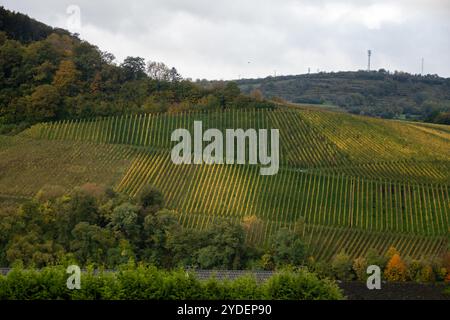 Vista panoramica dei vigneti terrazzati intorno a Nittel, Renania-Palatinato, Germania e vista sul fiume Mosella sulle colline di vigneti del Lussemburgo vicino Foto Stock