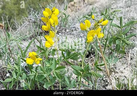 Fagioli d'oro (Thermopsis rhombifolia) Foto Stock