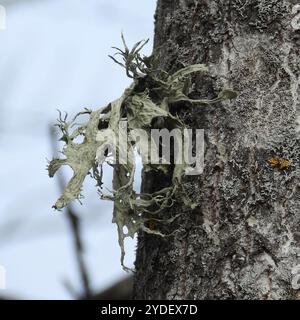 Lichen della cartilagine (Ramalina fraxinea) Foto Stock