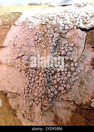 Lichene di Rim (Lecanora carpinea) Foto Stock