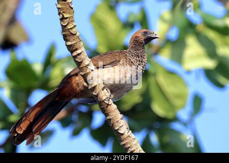 Chachalaca del Brasile orientale (Ortalis araucuan) arroccata su un tronco Foto Stock