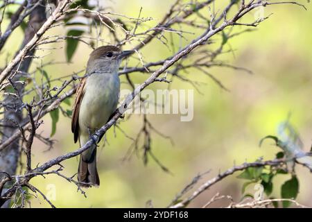 Femmina Becard alata bianca (Pachyramphus polychopterus) arroccata al centro della vegetazione Foto Stock