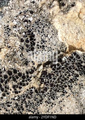 Lichen nero (Tephromela atra) Foto Stock