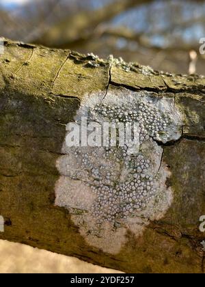 Lichene di Rim (Lecanora carpinea) Foto Stock