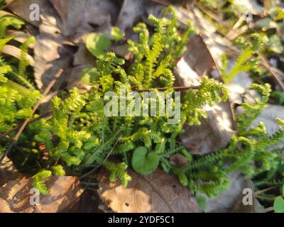 Spikemoss del prato (Selaginella apoda) Foto Stock