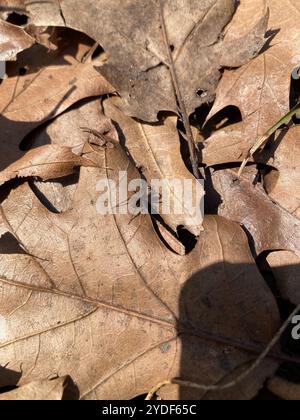 Lupi a gambe sottili (Pardosa) Foto Stock