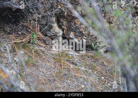 Lucertola del recinto nord-occidentale (Sceloporus occidentalis occidentalis) Foto Stock