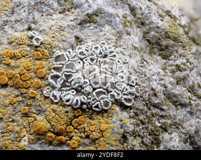 Orlo mortaio Lichen (Myriolecis dispersa) Foto Stock