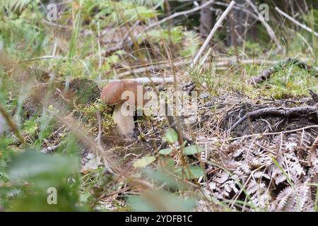 un singolo fungo cresce attraverso l'erba nella foresta Foto Stock