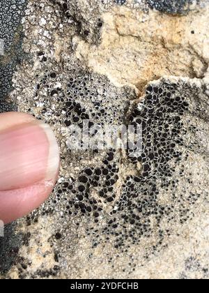 Lichen nero (Tephromela atra) Foto Stock