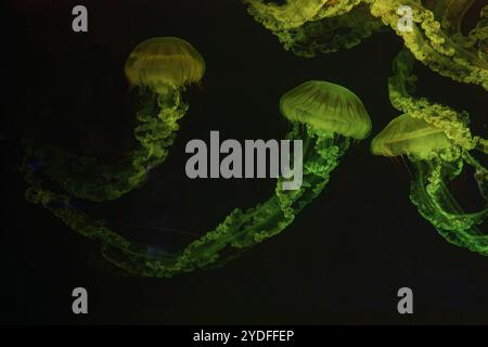 Gruppo di ortica marina sudamericana Jellifish, Chrysaora plocamia che nuotano in una vasca acquaria con illuminazione al neon gialla. Organismo acquatico, animale, un Foto Stock