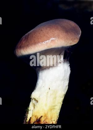 Cappellino a chiodo melmoso per funghi commestibili Gomphidius glutinosus Foto Stock