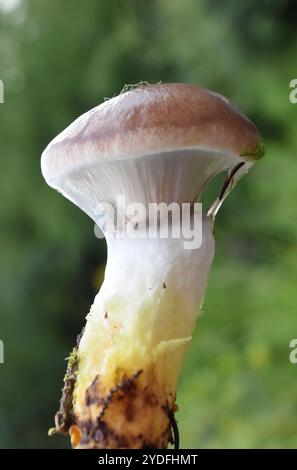 Cappellino a chiodo melmoso per funghi commestibili Gomphidius glutinosus Foto Stock